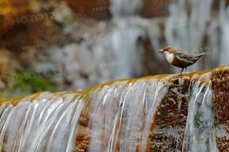 White-throated Dipper, Cinclus cinclus, brown bird with white throat in the river, waterfall in the background, animal behavior in the nature habitat, with food in the bill, nesting time, wildlife Germany
