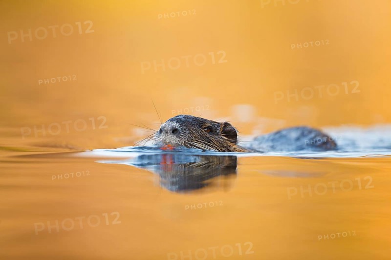 Nutria, Myocastor coypus Coypu, Myocastor coypus