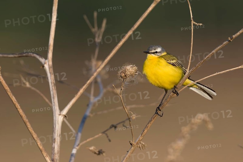 Sykes Wagtail - Schafstelze - Motacilla flava ssp. beema, Russia, adult male, Europe