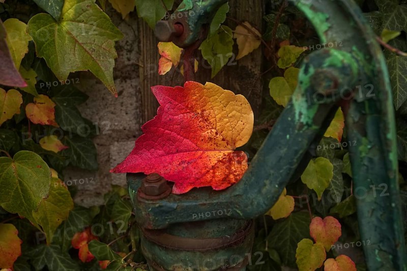 Colourful autumn leaves on an old, rusty water pump handle. Vibrant autumn colours contrast with natural surroundings, Krefeld