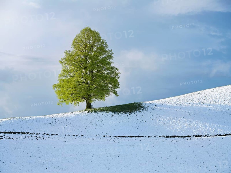 Solitary tree, lime tree (Tilia), standing on a snow-covered hill during leaf emergence, Neuheim, Canton Zug, Switzerland, Europe