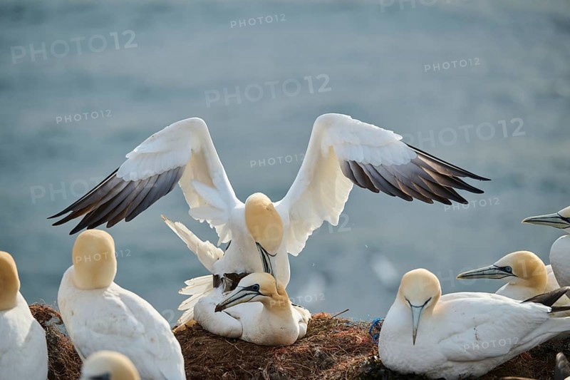 Northern gannet (Morus bassanus) couple having a love game on the cliff, wildlife, Helgoland, Germany, Europe