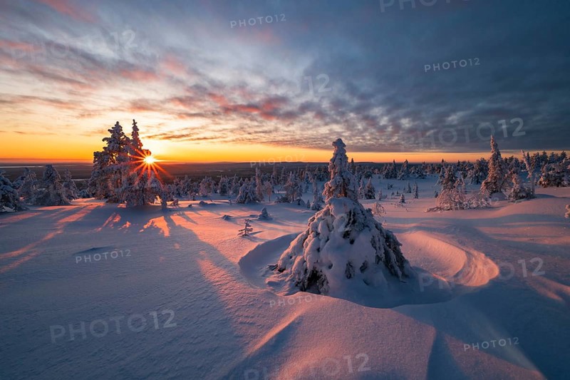 Winter landscape with snow-covered trees, Riisitunturi National Park, Posio, Lapland, Finland, Europe