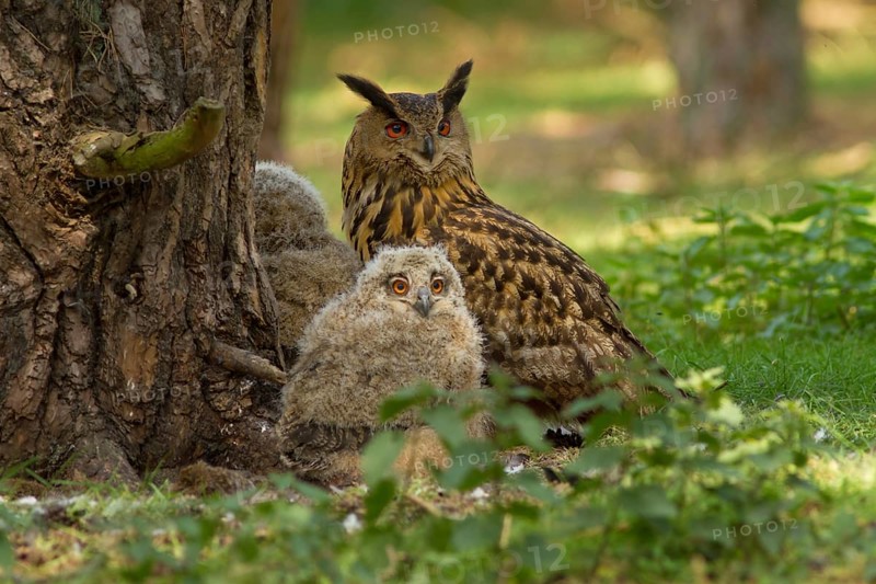 Eurasian Eagle-Owl (Bubo bubo) female with chicks, Utrecht, Netherlands