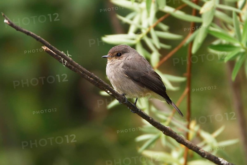 African Dusky Flycatcher (Muscicapa adusta), Samburu, Kenya, Africa