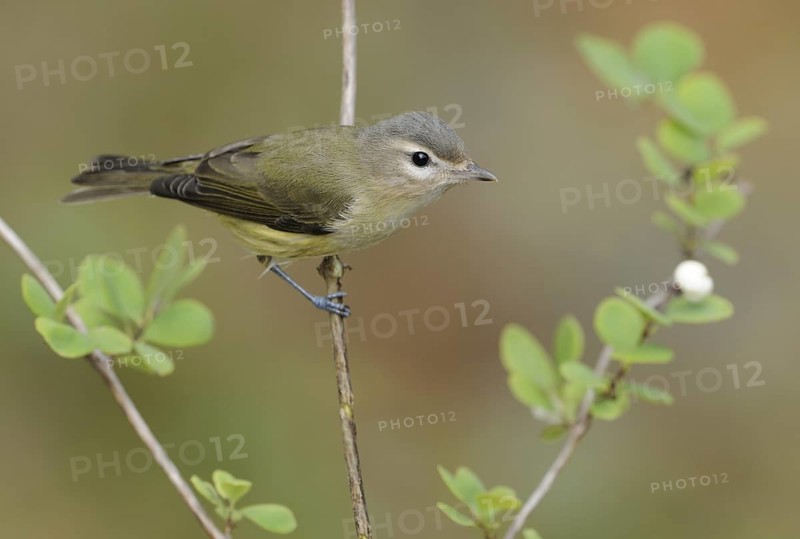Warbling Vireo (Vireo gilvus), British Columbia, Canada, North America
