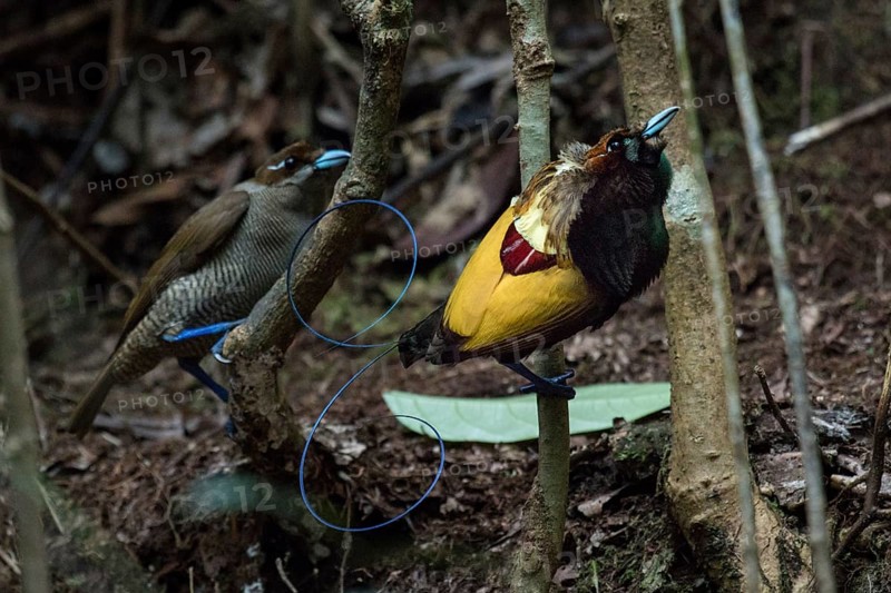 Magnificent Bird-of-paradise (Diphyllodes magnificus) pair, West Papua, Indonesia, Asia