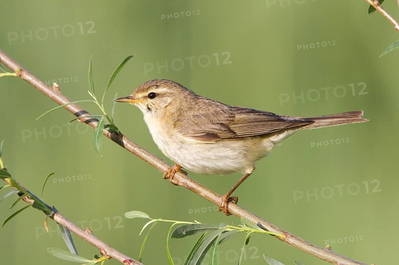 Willow Warbler (Phylloscopus trochilus), Vorarlberg, Austria, Europe
