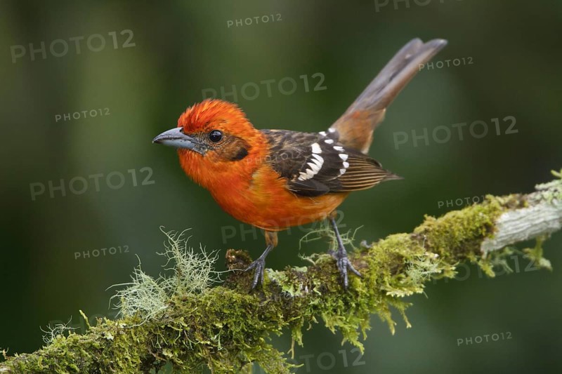Flame-colored Tanager (Piranga bidentata) male, Costa Rica, Central America
