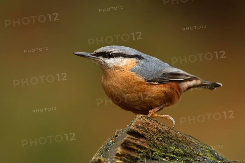 Eurasian Nuthatch (Sitta europaea), Utrecht, Netherlands