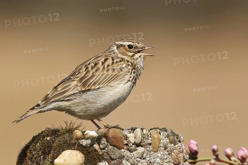Woodlark (Lullula arborea), Rhineland-Palatinate, Germany, Europe