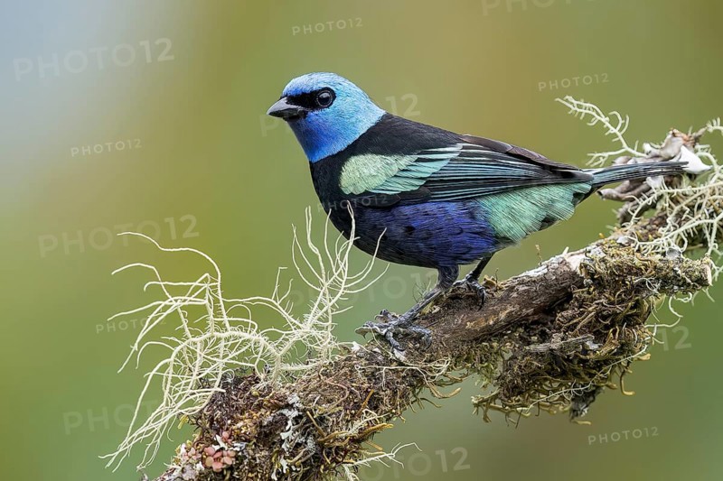 Blue-necked Tanager (Tangara cyanicollis) perched on a branch in Colombia, South America