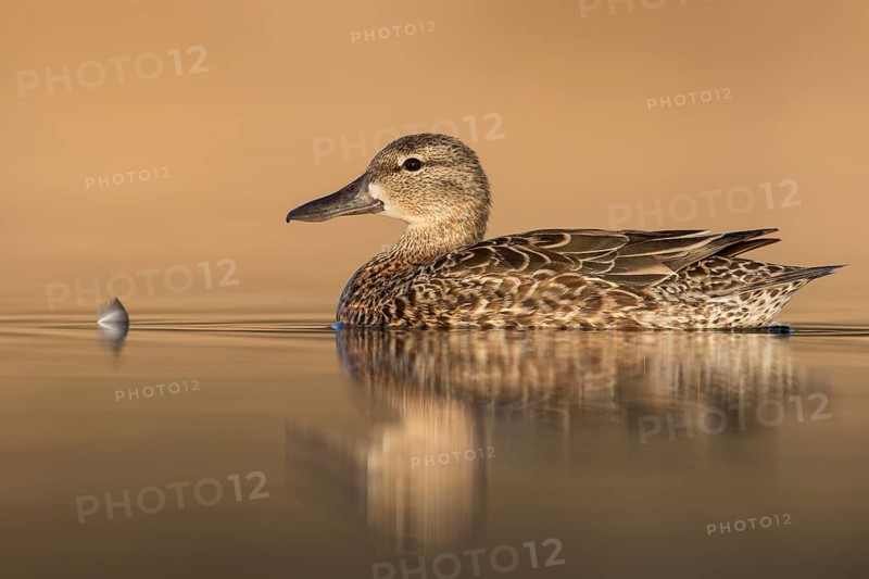 Blue-winged Teal (Anas discors) swimming in a pond in Manitoba, Canada, North America