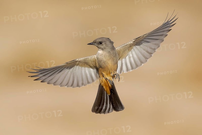 Say's Phoebe (Sayornis saya) flying, California, USA, North America