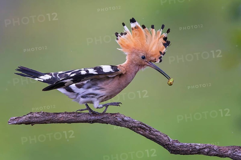 Eurasian Hoopoe (Upupa epops) with food in its beak, Saxony-Anhalt, Germany, Europe