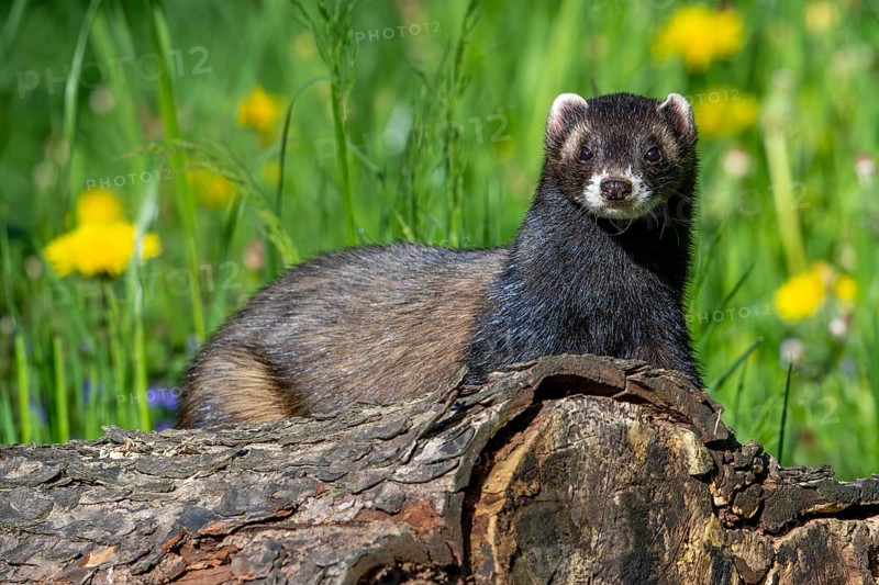 European polecat (Mustela putorius) on the hunt, looking for prey from fallen tree trunk in meadow