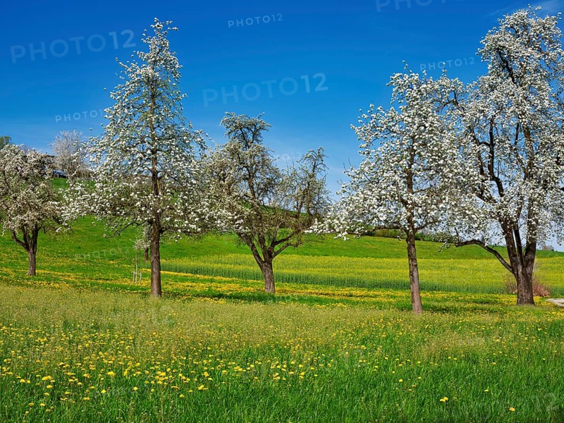 Field of flowering dandelions and pear trees (Pyrus communis), Beinwil, Freiamt, Canton Aargau, Switzerland, Europe