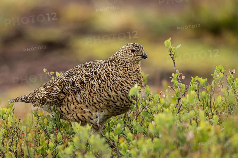 Willow Ptarmigan (Lagopus lagopus), Dalarna, Sweden, Europe
