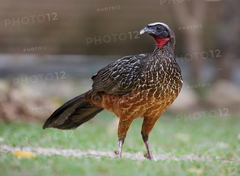 Chestnut-bellied Guan (Penelope ochrogaster), Mato Grosso, Brazil, South America