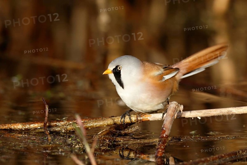 Bearded Reedling (Panurus biarmicus) male foraging in reedbed, Mecklenburg-Western, Pomerania, Germany, Europe