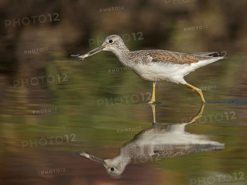 Common Greenshank (Tringa nebularia) with fish in beak, Gambia, Africa