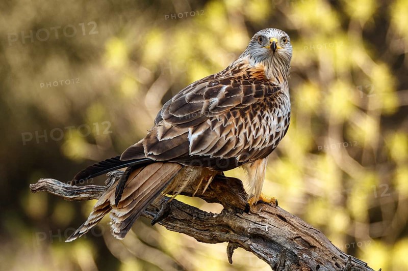 Red Kite (Milvus milvus), perched on a branch, Castile and Leon, Spain, Europe