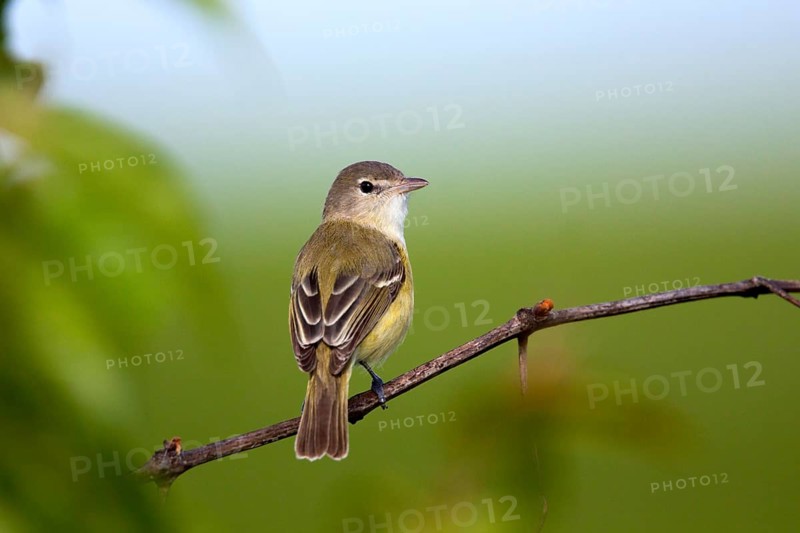 Bell's Vireo Vireo bellii arizonae Prairie State Park, Missouir, United States 1 May Adult Male Vireonidae