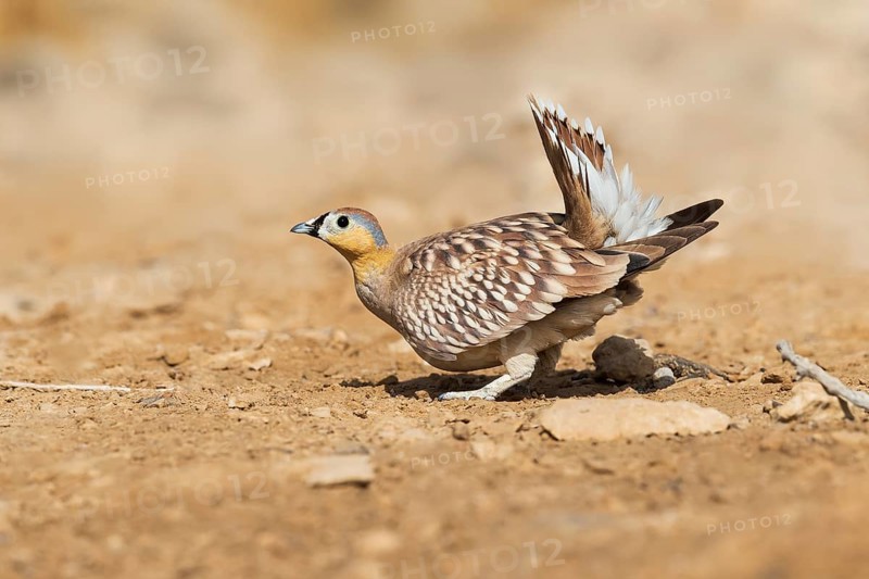Crowned Sandgrouse (Pterocles coronatus) male, Negev, Israel, Asia