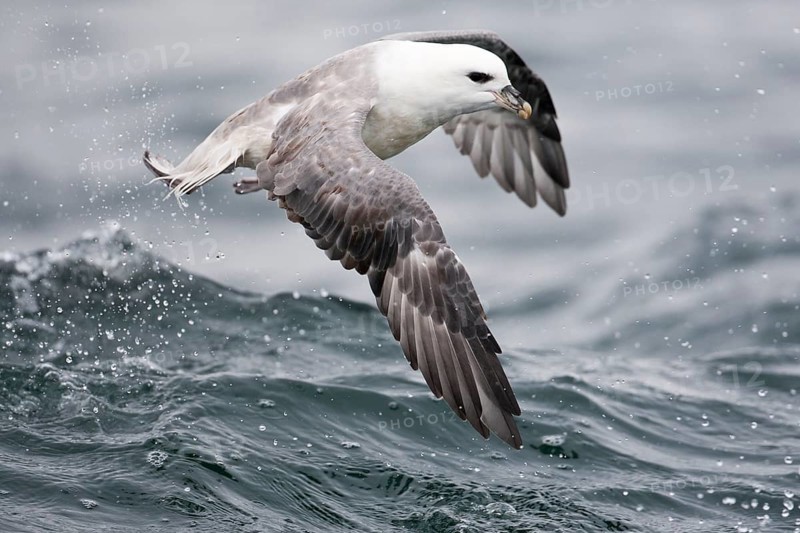 Northern Fulmar (Fulmarus glacialis) flying, North Sea, Germany, Europe