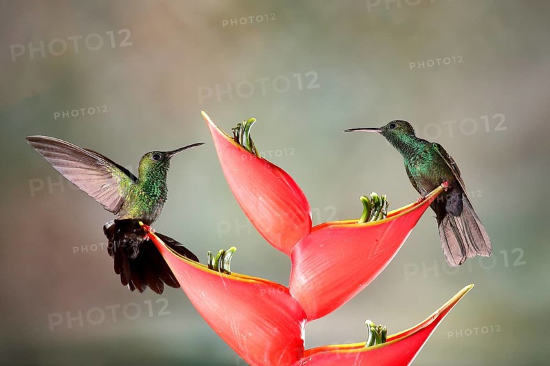 Bronze-tailed Plumeleteer (Chalybura urochrysia) males feeding at flower nectar, Costa Rica, Central America