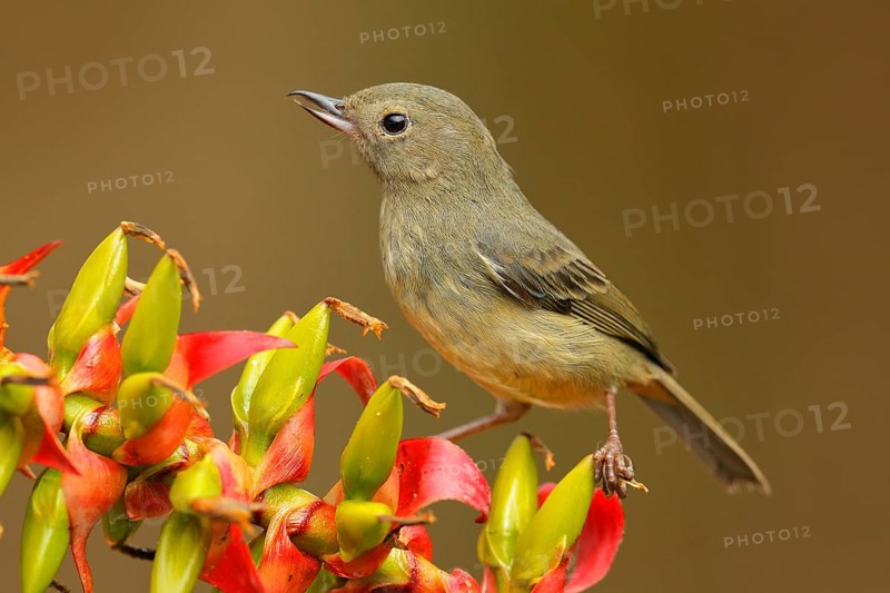 Glossy Flowerpiercer, Diglossa lafresnayii, female, black bird with bent bill sitting on the orange red flower, nature habitat, exotic animal from Colombia. Bird with bent beak. Bird from green nature