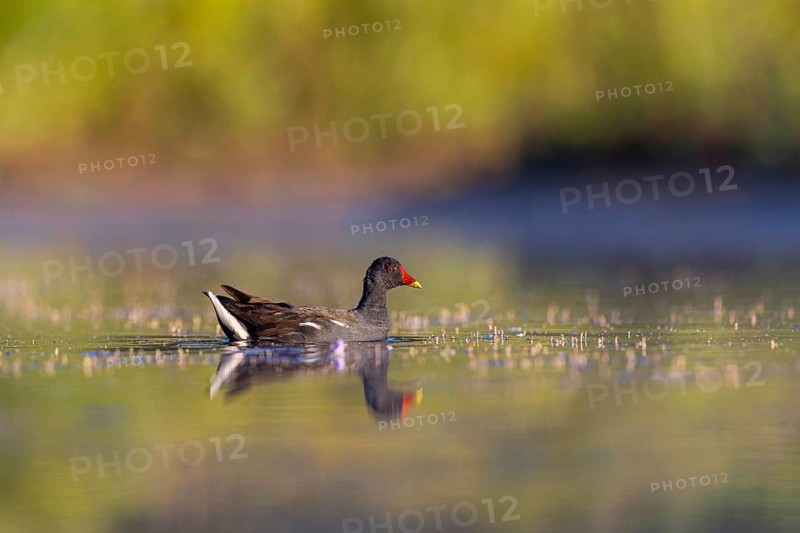 Common Moorhen (Gallinula chloropus), North Rhine-Westphalia, Germany, Europe