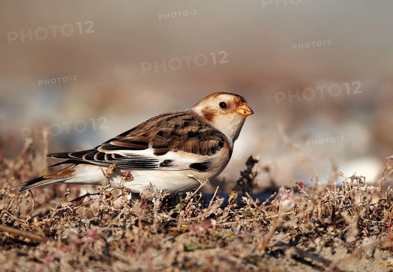 Snow Bunting (Plectrophenax nivalis), Schleswig-Holstein, Germany, Europe
