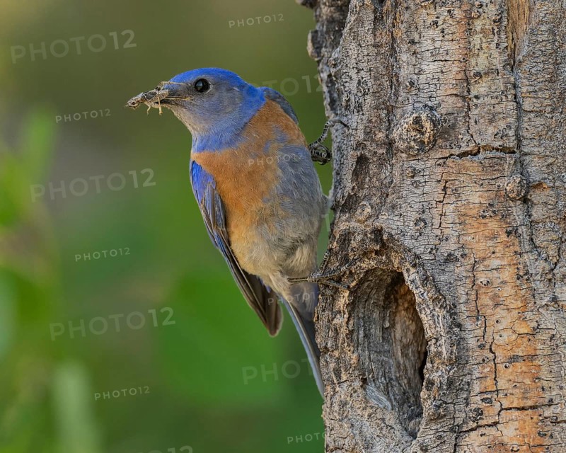 Western Bluebird (Sialia mexicana) at nest cavity in the Sierra Nevada mountains of California