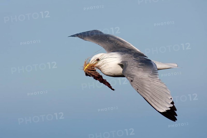 Black-legged Kittiwake (Rissa tridactyla) flying, Schleswig-Holstein, Germany, Europe