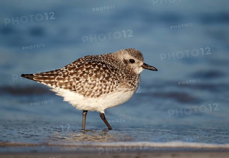 Grey Plover (Pluvialis squatarola), Schleswig-Holstein, Germany, Europe