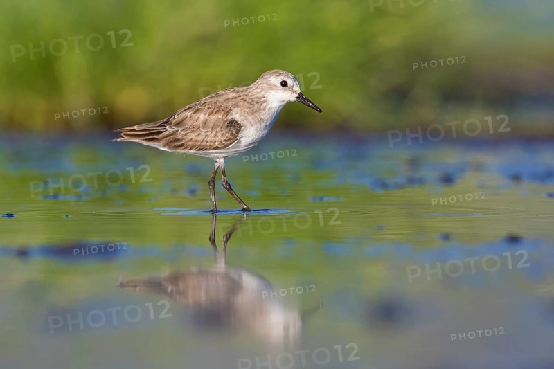 Little Stint (Calidris minuta) foraging, Lake Natron, Tanzania, Africa