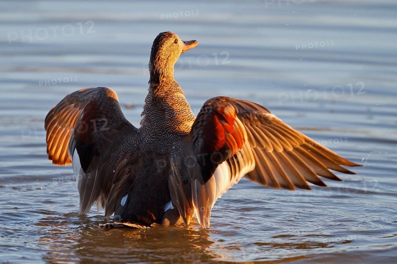 Gadwall (Mareca strepera) male, Mallorca, Spain, Europe