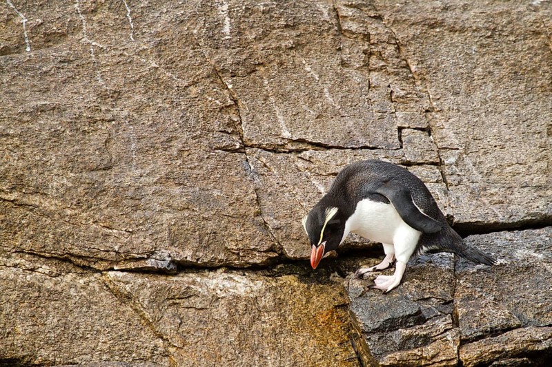 Snares Penguin (Eudyptes robustus), Snares Islands, New Zealand, Oceania