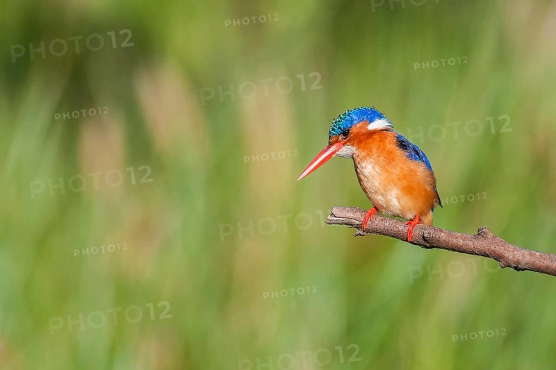 Malachite Kingfisher (Corythornis cristatus), Western Cape, South Africa, Africa