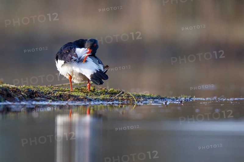 Eurasian Oystercatcher (Haematopus ostralegus) preening, North Rhine-Westphalia, Germany, Europe