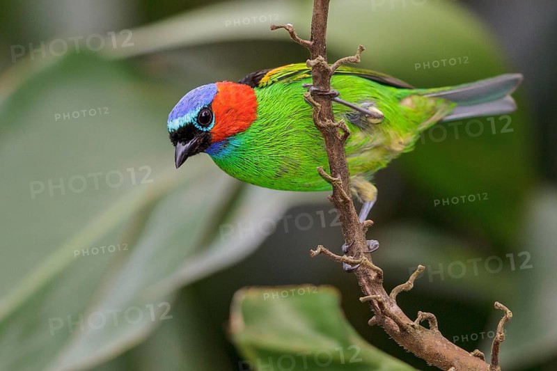 Red-necked Tanager (Tangara cyanocephala) perched on a branch in the Atlantic rainforest of southeast Brazil