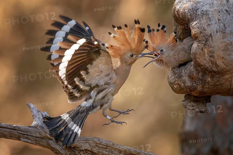 Eurasian Hoopoe (Upupa epops) feeding juvenile in breeding cavity, Saxony-Anhalt, Germany, Europe