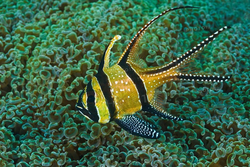Banggai-Kardinalbarsch, Pterapogon kauderni Banggai Cardinal Fish, Pterapogon kauderni