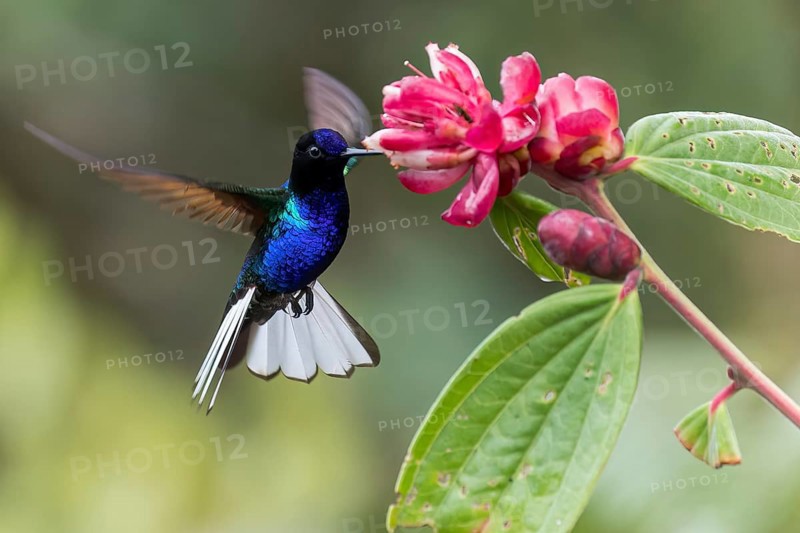 Velvet-purple Coronet (Boissonneaua jardini) feeding at a flower in Colombia, South America