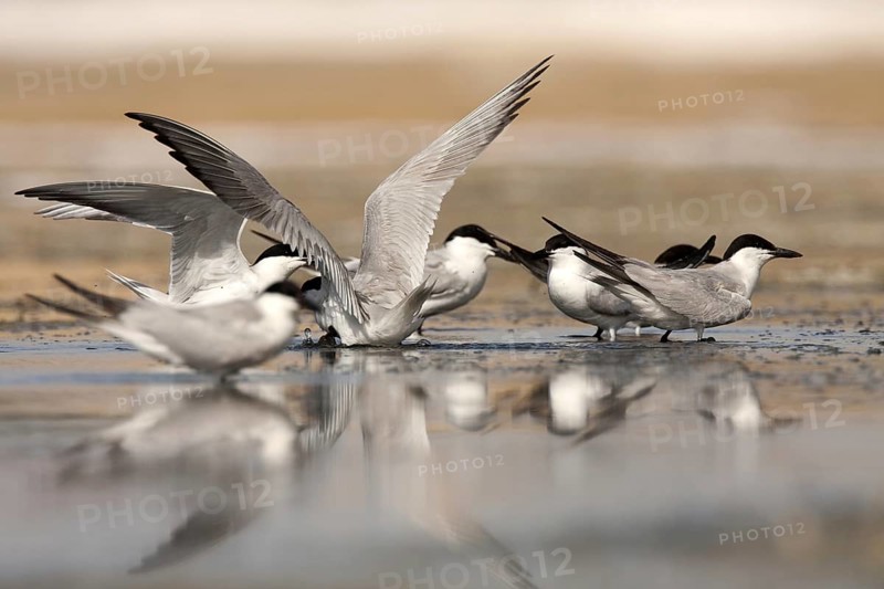 Gull-billed Tern (Gelochelidon nilotica), Castile-La Mancha, Spain, Europe