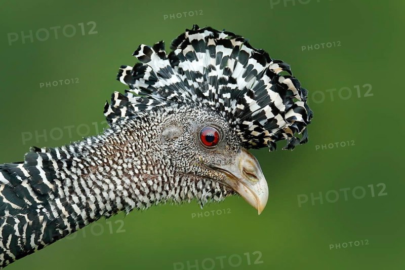 Detail bird portrait with crest. Bare-faced Curassow, Crax fasciolata, big black bird with yellow bill in the nature habitat, Costa Rica. Wildlife scene from tropic forest. Brown bird in green grass
