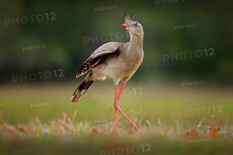 Red-legged Seriema, Cariama cristata, Pantanal, Brazil. Typical bird from Brazil nature. Bird in the grass meadow, long red leg. Traveling in South America