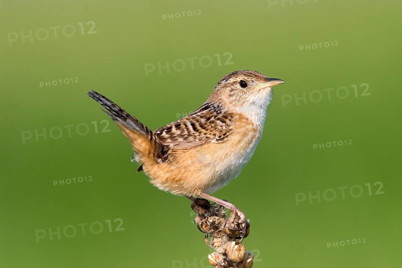 Sedge Wren Cistothorus platensis Appleton, Chippewa County, Minnesota, United States 29 May Adult Troglodytidae