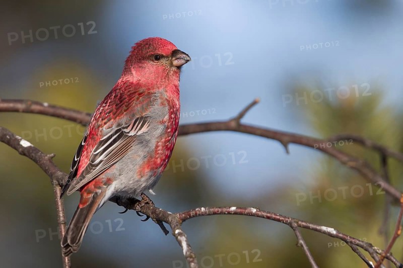 Pine Grosbeak - Hakengimpel - Pinicola enucleator, Finland, adult male, Europe